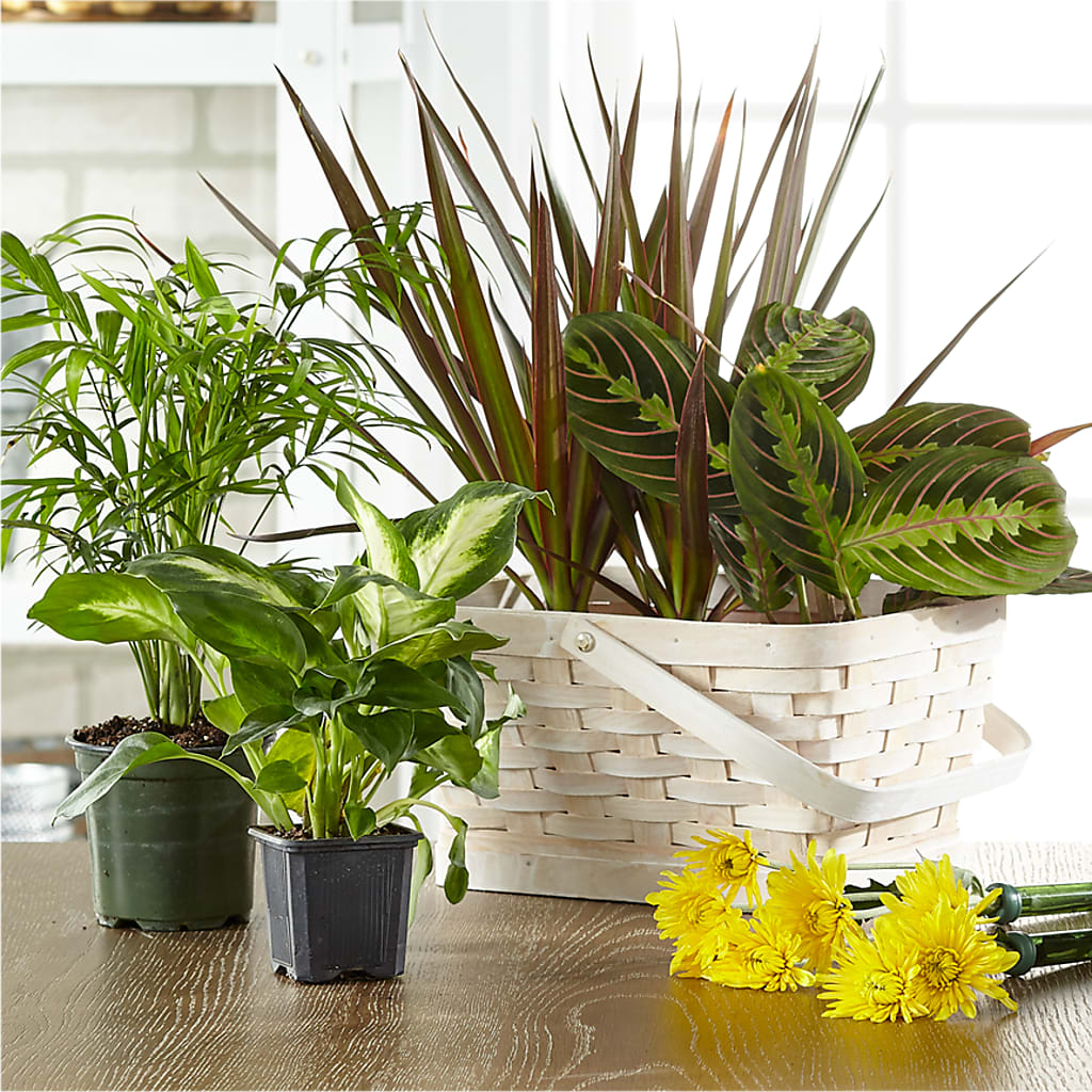 Florist Designed Blooming and Green Plants in a Basket – Mountain Florist, Clintwood VA