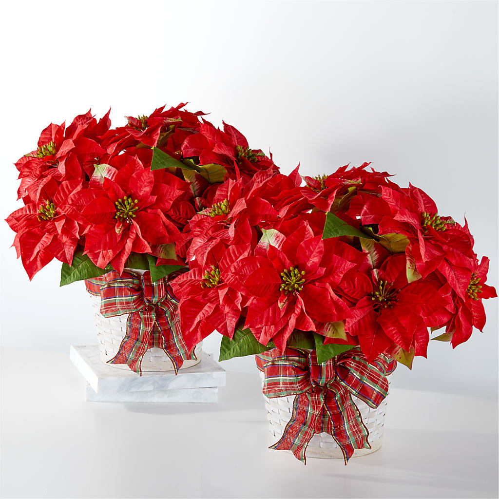 Happiest Holidays Poinsettia Bundle – Mountain Florist, Clintwood VA