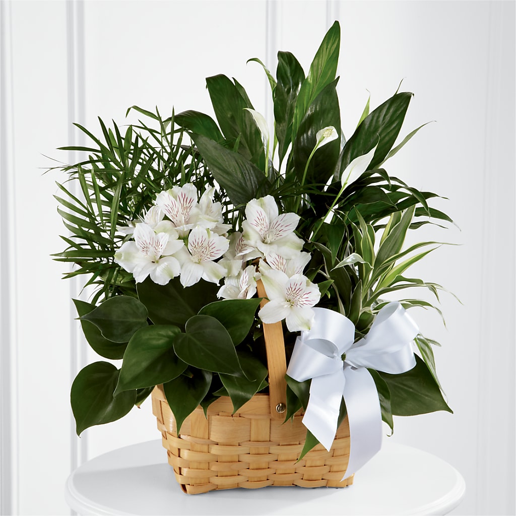 Peace & Serenity Dishgarden – Mountain Florist, Clintwood VA