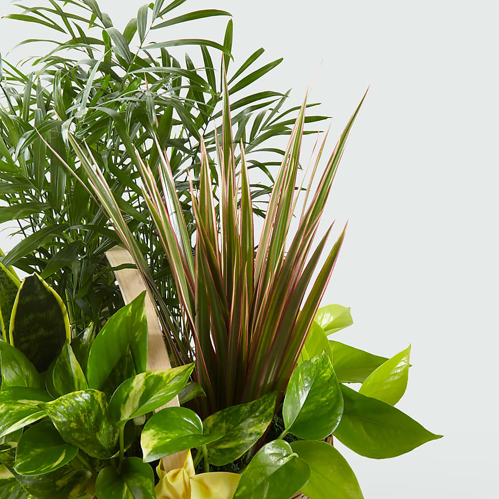 French Garden – Mountain Florist, Clintwood VA