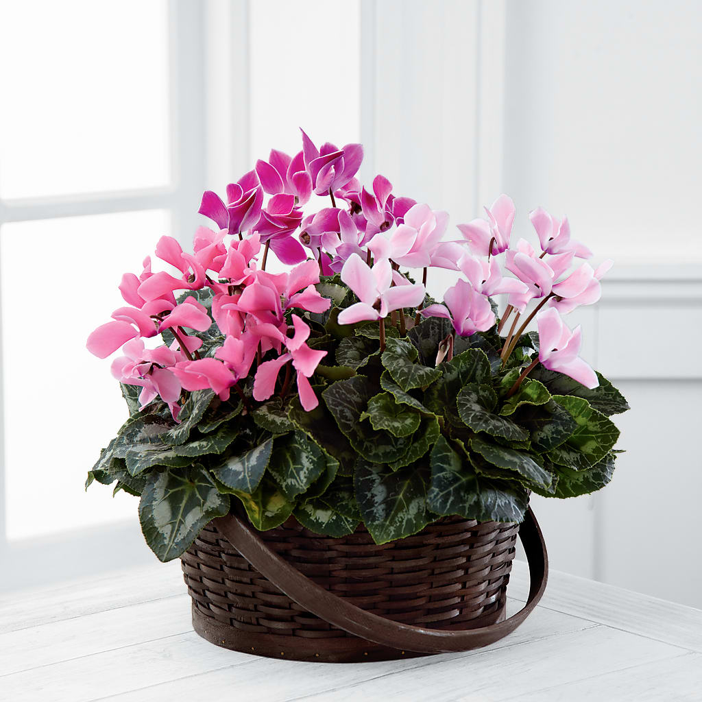 Mixed Cyclamen Planter – Mountain Florist, Clintwood VA