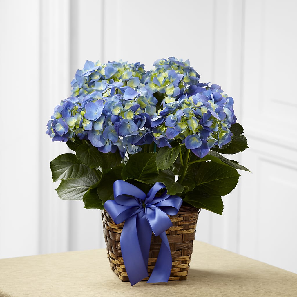 Blue Hydrangea Planter – Mountain Florist, Clintwood VA