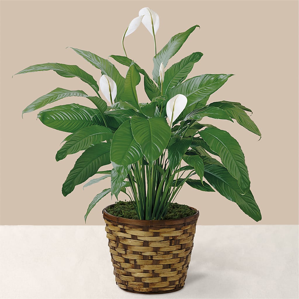 Tranquil Moments Peace Lily Plant – Mountain Florist, Clintwood VA