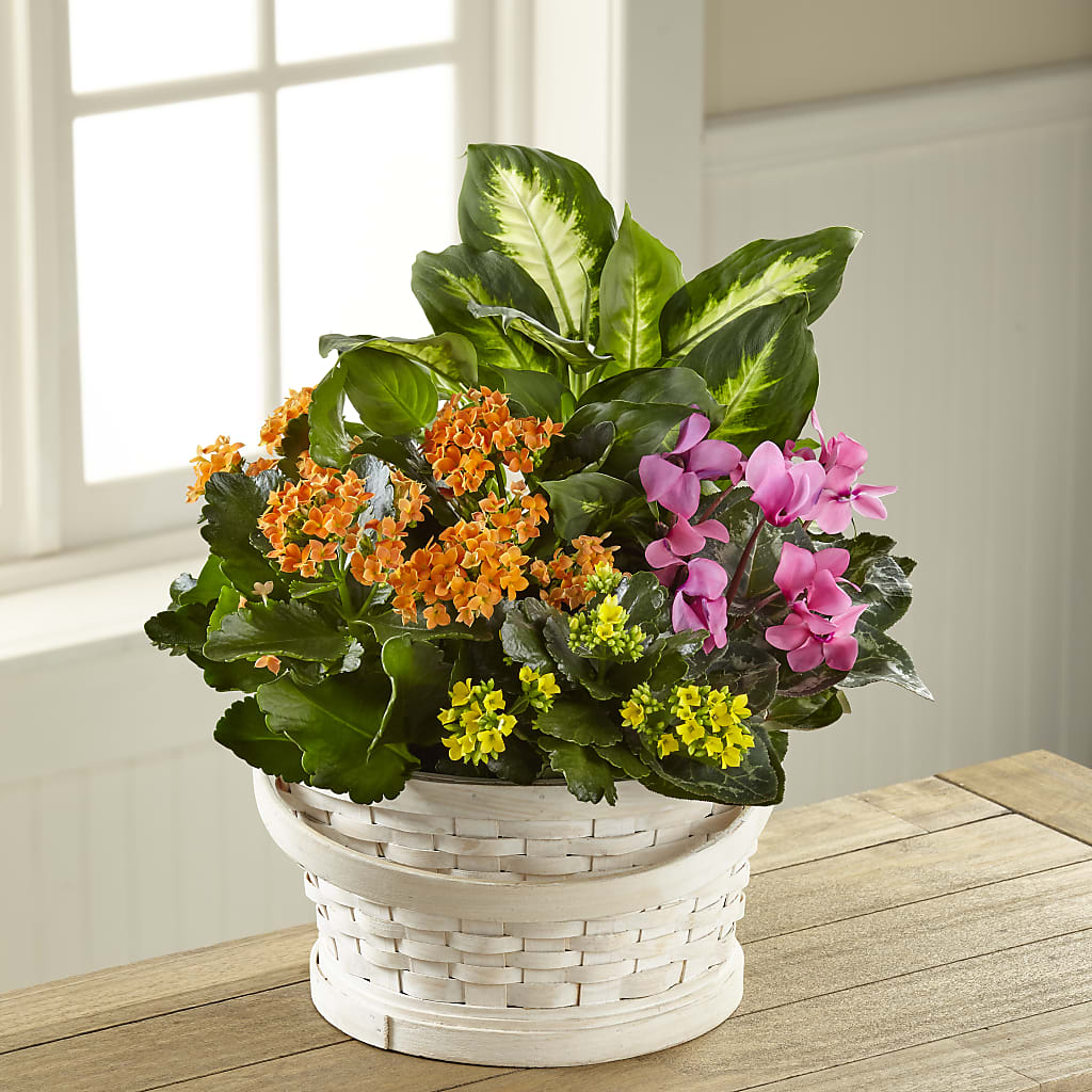 Color Crush Dishgarden – Mountain Florist, Clintwood VA