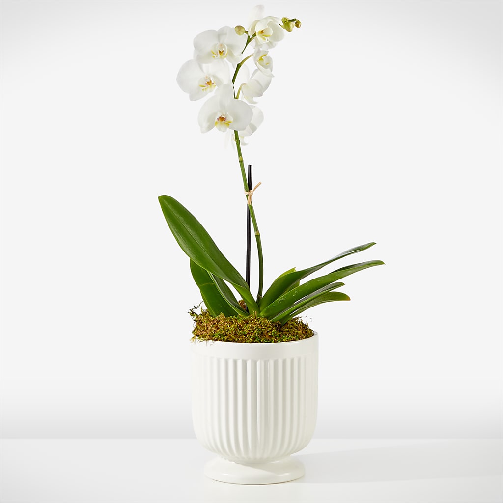 Whispering White Orchid – Mountain Florist, Clintwood VA