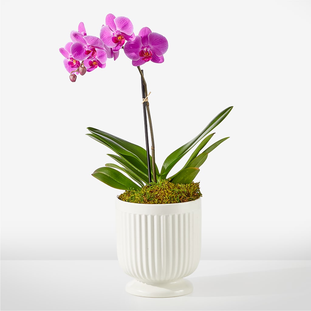Friendly Fuchsia Orchid – Mountain Florist, Clintwood VA