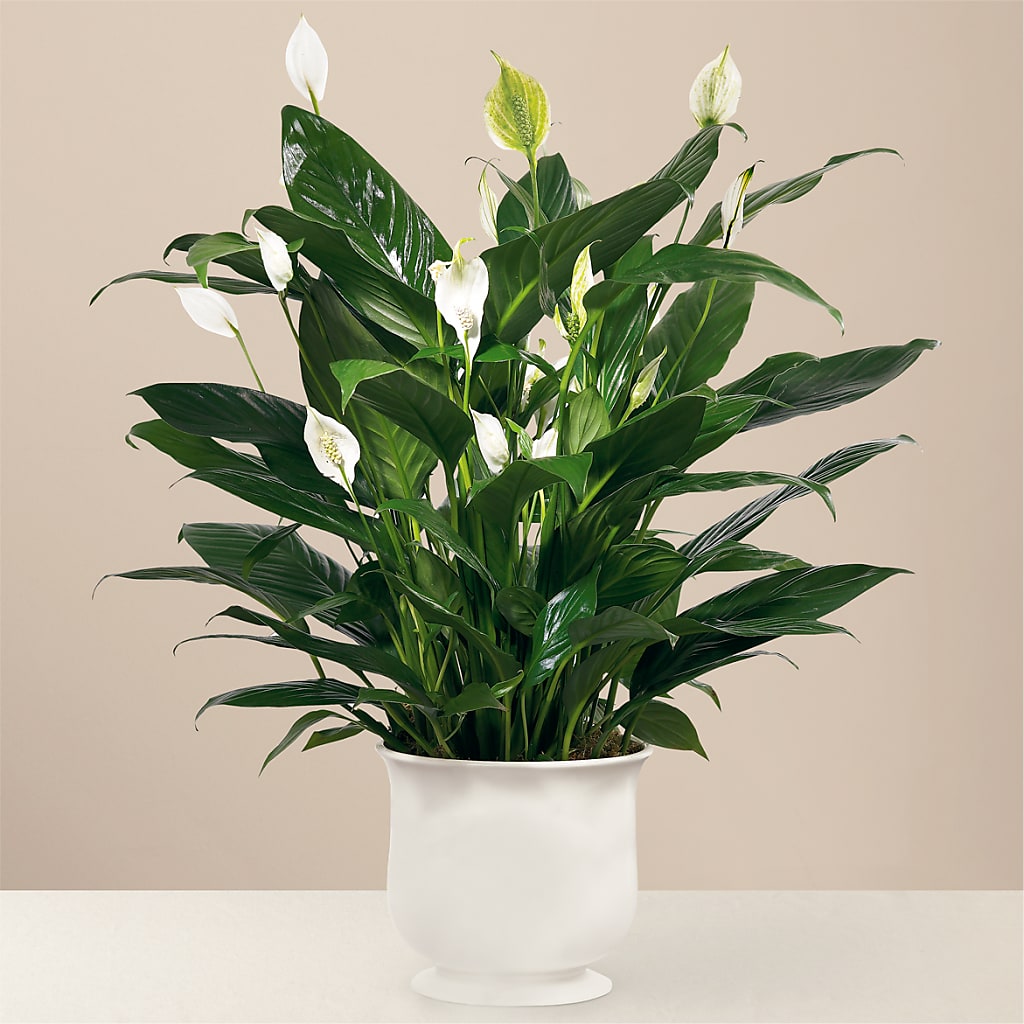 Comfort Planter – Mountain Florist, Clintwood VA