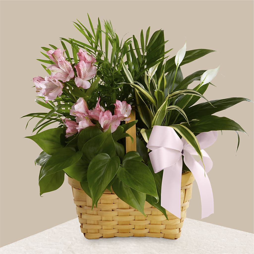 Living Spirit Dishgarden – Mountain Florist, Clintwood VA