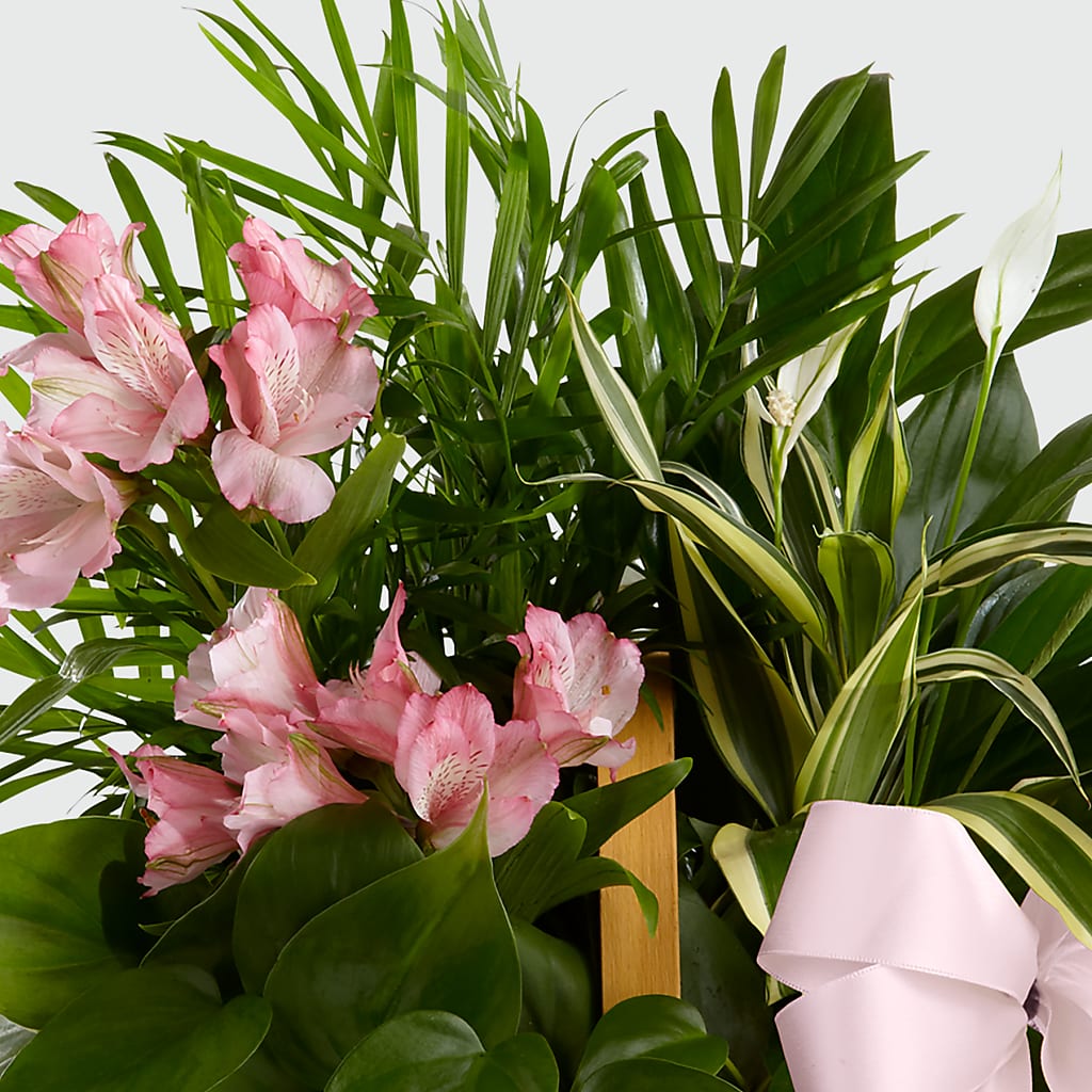 Living Spirit Dishgarden – Mountain Florist, Clintwood VA