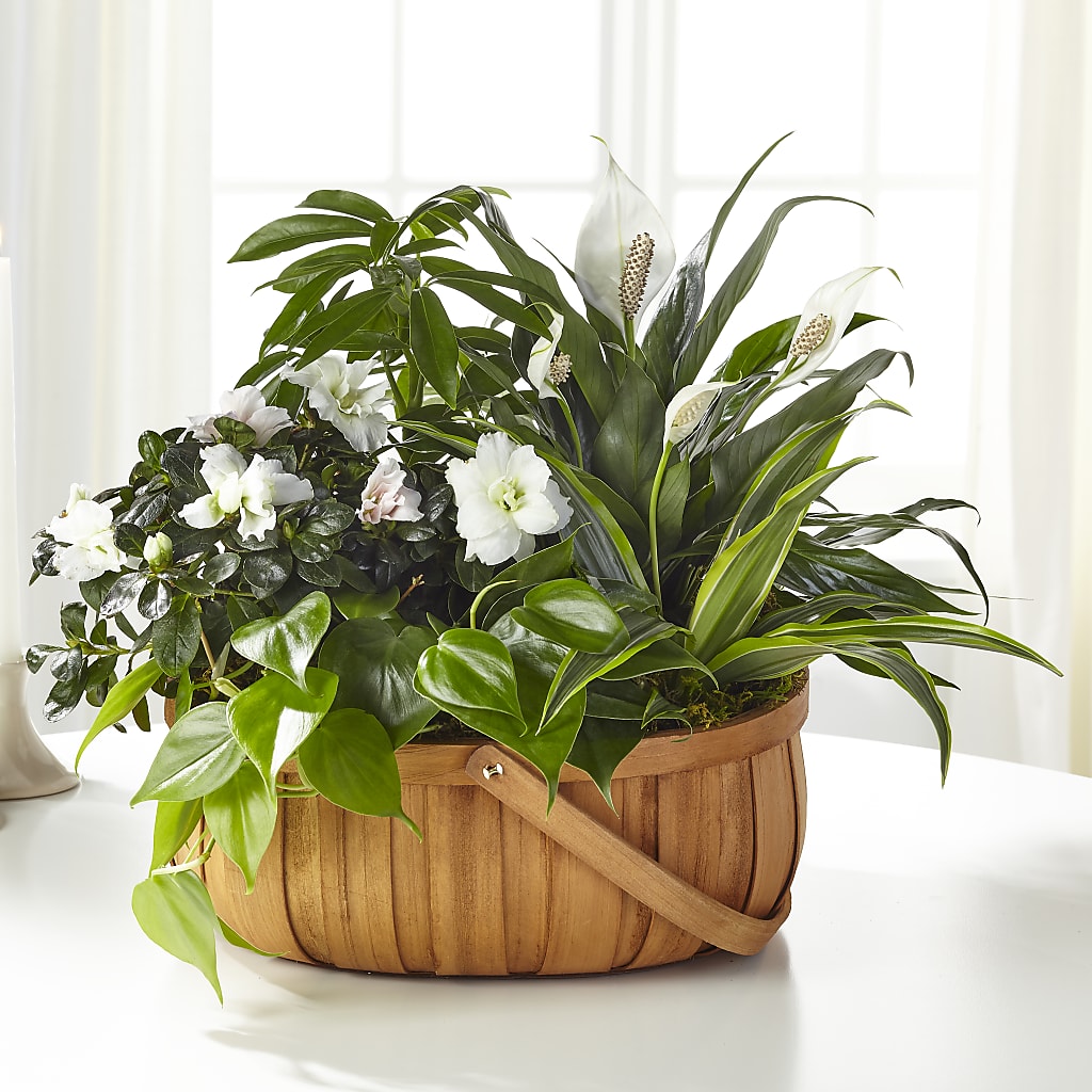 Serene Dishgarden – Mountain Florist, Clintwood VA