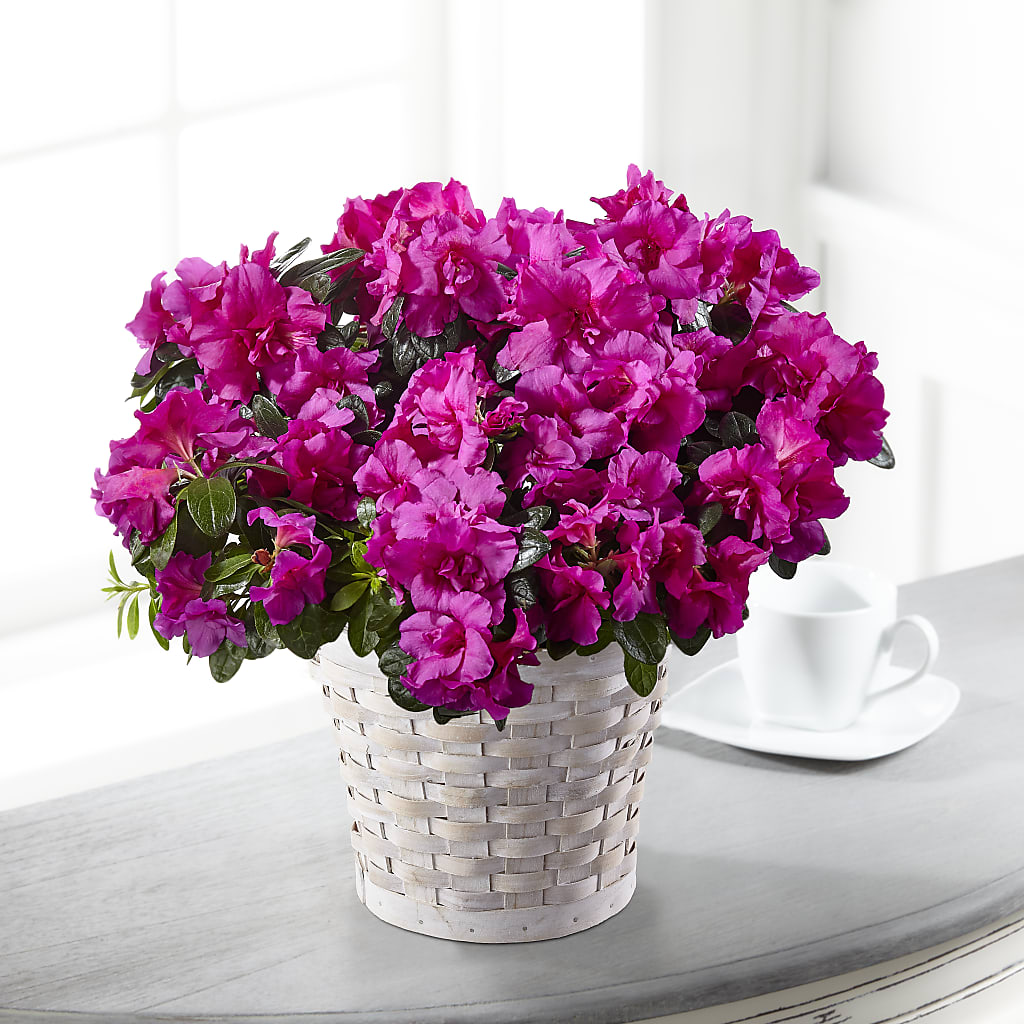 Hope & Serenity Azalea Plant – Mountain Florist, Clintwood VA