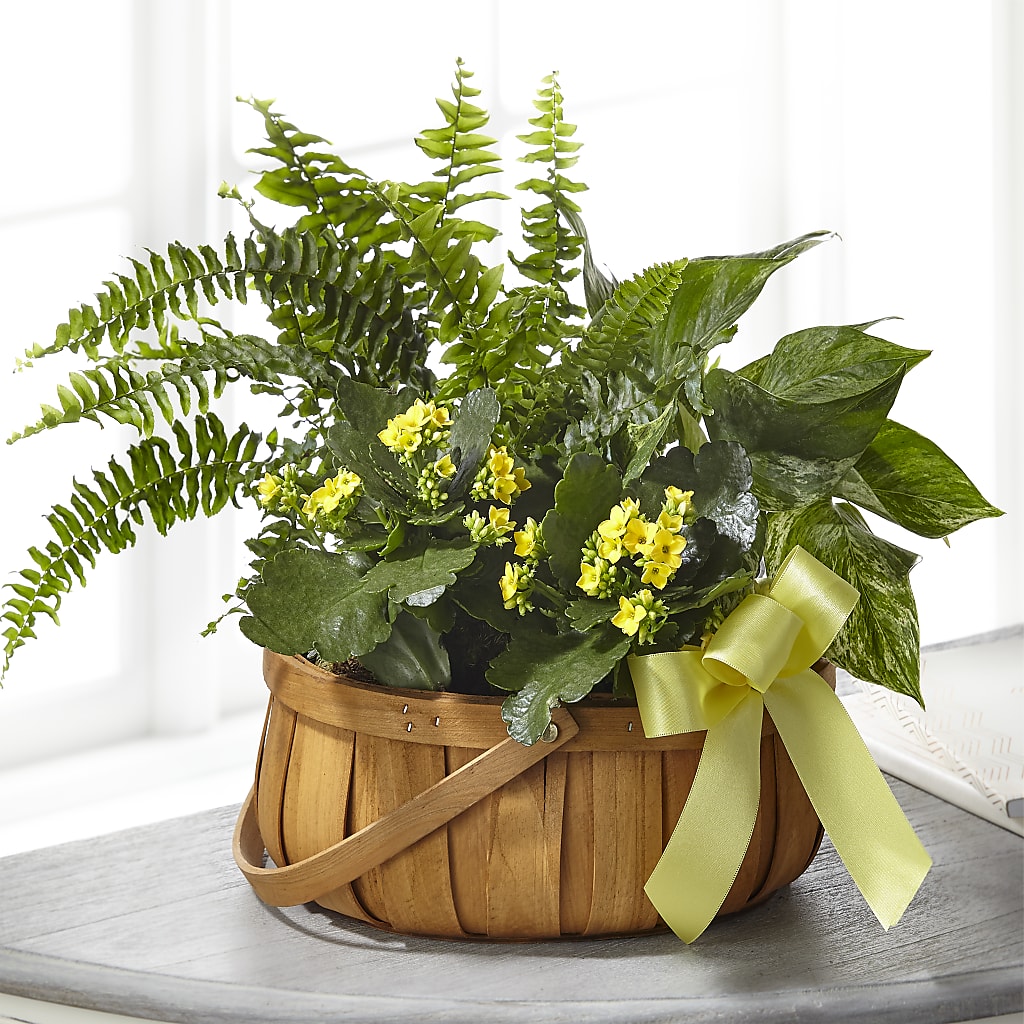 Always Dear Dishgarden – Mountain Florist, Clintwood VA