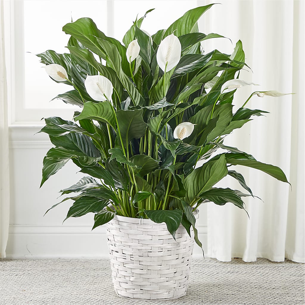 A New Leaf Peace Lily – Mountain Florist, Clintwood VA