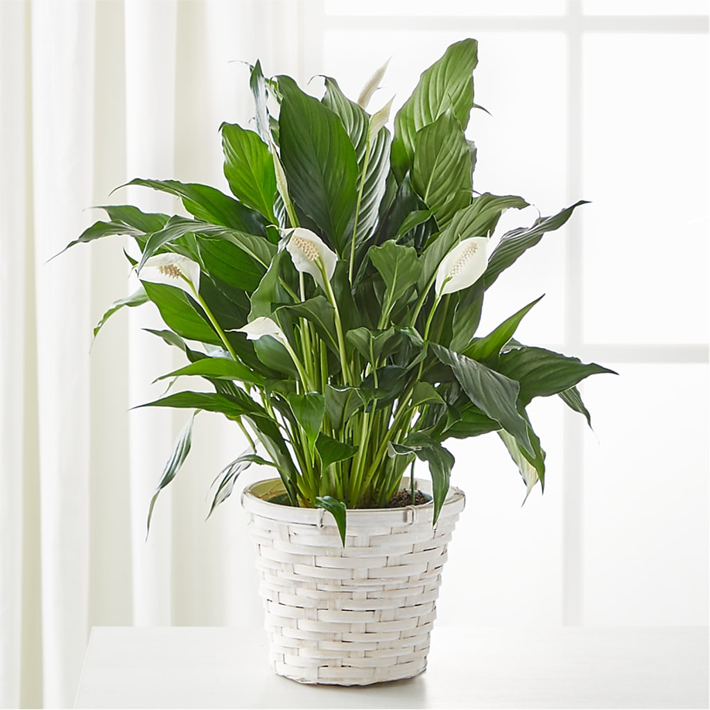 A New Leaf Peace Lily – Mountain Florist, Clintwood VA