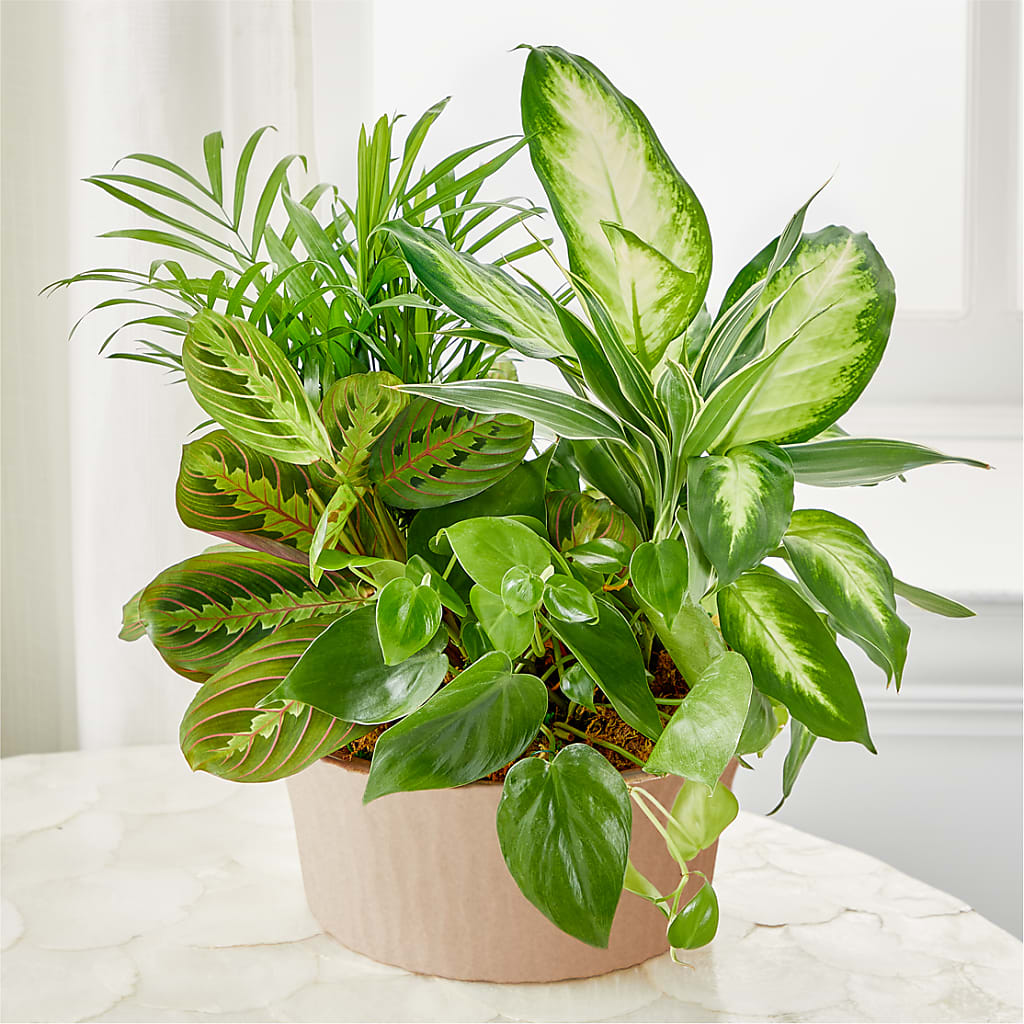 Balance & Harmony Dishgarden – Mountain Florist, Clintwood VA