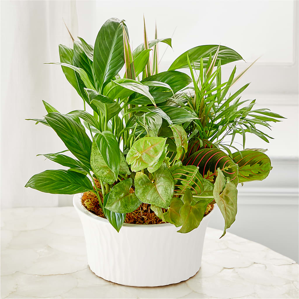 Balance & Harmony Dishgarden – Mountain Florist, Clintwood VA