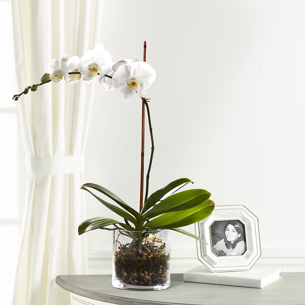 White Orchid Planter – Mountain Florist, Clintwood VA