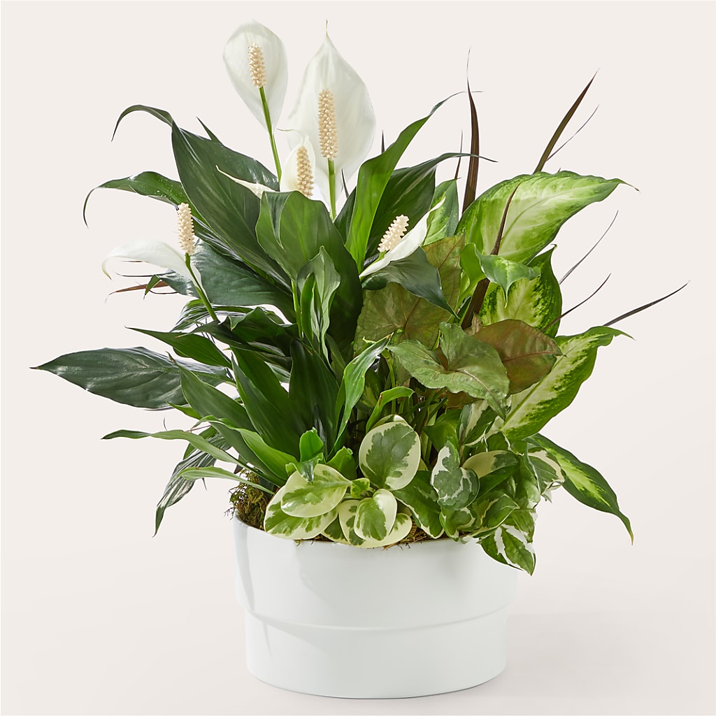 Radiating Positivity Dishgarden – Mountain Florist, Clintwood VA