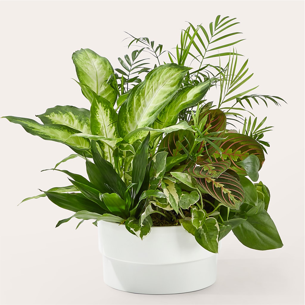 Radiating Positivity Dishgarden – Mountain Florist, Clintwood VA