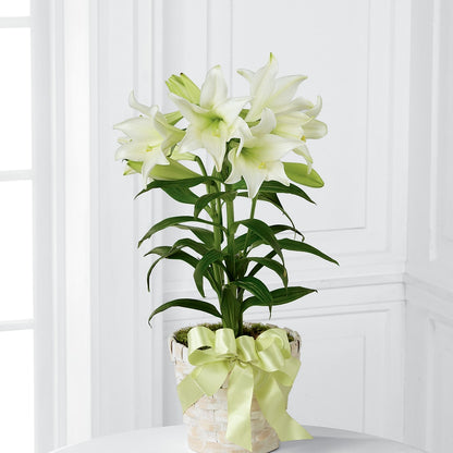 Easter Lily Plant –  Mountain Florist, Clintwood VA
