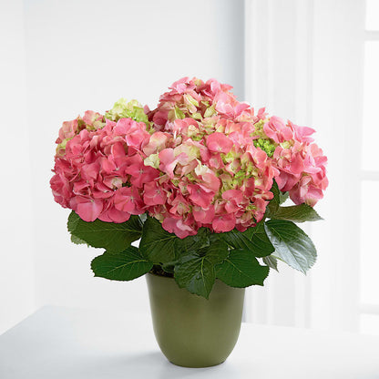 Pink Hydrangea Planter –  Mountain Florist, Clintwood VA