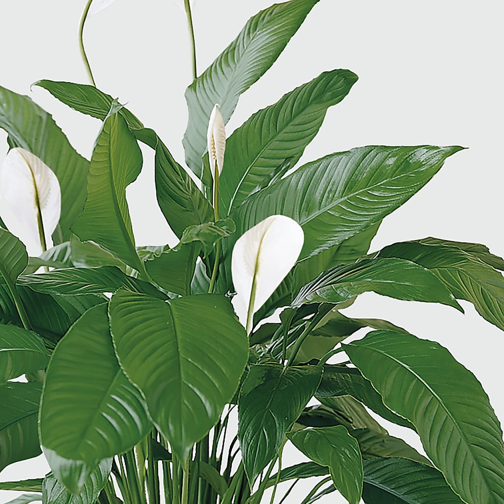 Tranquil Moments Peace Lily Plant –  Mountain Florist, Clintwood VA