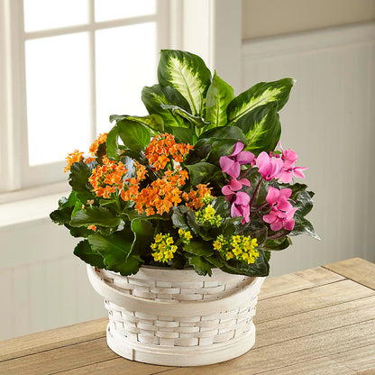 Color Crush Dishgarden –  Mountain Florist, Clintwood VA