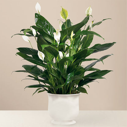 Comfort Planter –  Mountain Florist, Clintwood VA