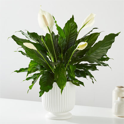 Comfort Planter –  Mountain Florist, Clintwood VA