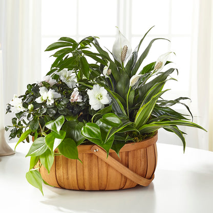 Serene Dishgarden –  Mountain Florist, Clintwood VA
