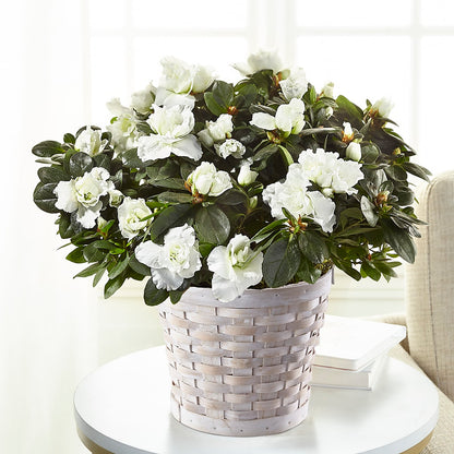 White Azalea Plant –  Mountain Florist, Clintwood VA
