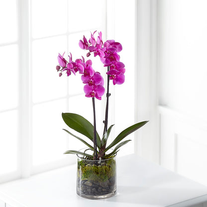 Pink Orchid Plant –  Mountain Florist, Clintwood VA