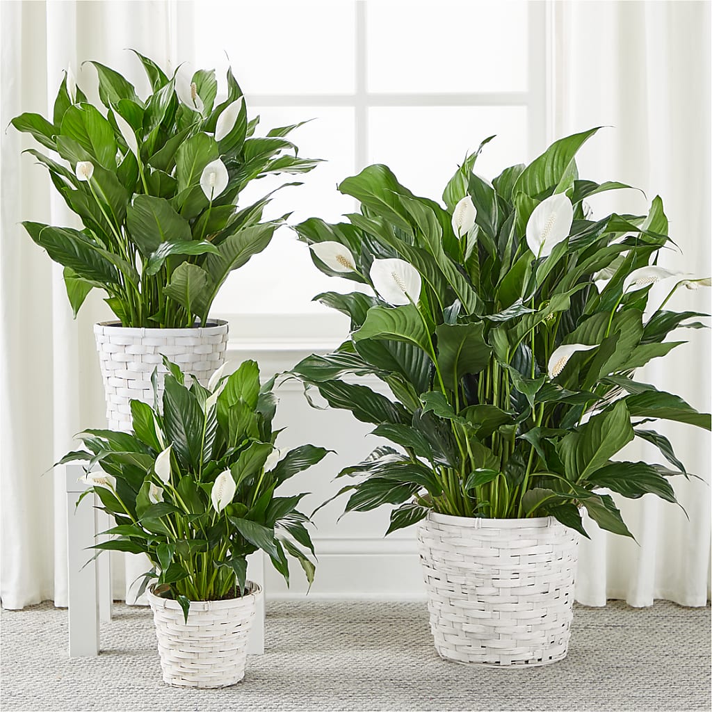 A New Leaf Peace Lily –  Mountain Florist, Clintwood VA
