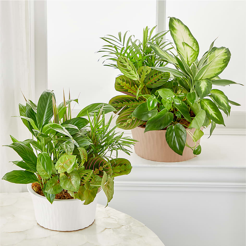 Balance & Harmony Dishgarden –  Mountain Florist, Clintwood VA