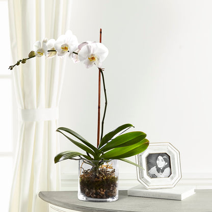 White Orchid Planter –  Mountain Florist, Clintwood VA